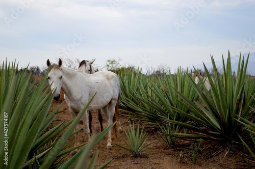 Caballos blancos en tequilera, rodeados de plantas de agave. 