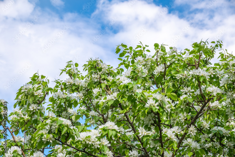 White blossoming apple trees. White apple tree flowers White blossoming apple trees. White apple tree flowers