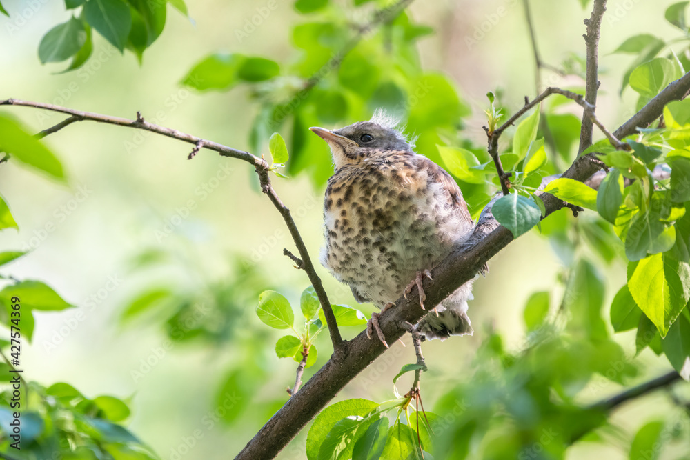 A fieldfare chick, Turdus pilaris, has left the nest and is sitting on a branch. A chick of fieldfare sitting and waiting for a parent on a branch.