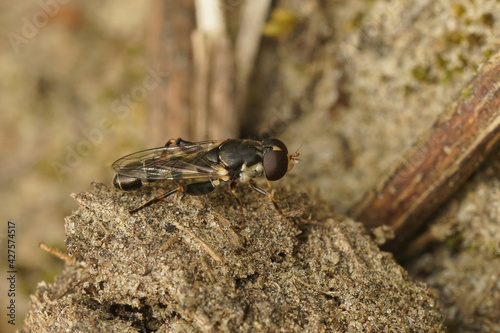 Closeup shot of the small Thick legged Hoverfly, Syritta pipiens sitting on the ground photo