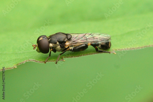 Slika na platnu Closeup of the small Thick legged Hoverfly, Syritta pipiens sitting on a green l