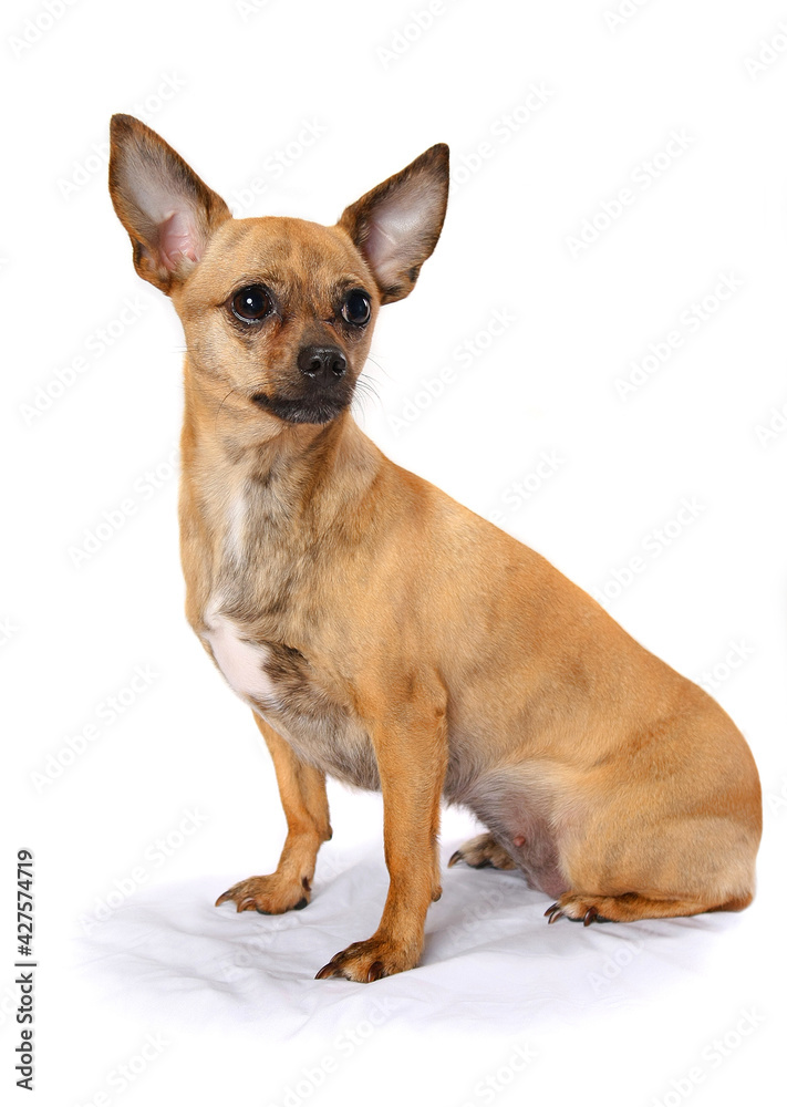 Red dog on a white background. The dog sits and listens attentively to the commands with raised ears. 