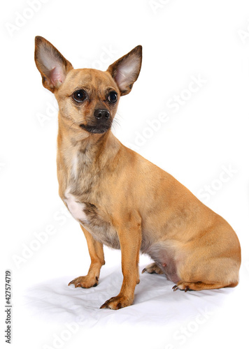 Red dog on a white background. The dog sits and listens attentively to the commands with raised ears.  © Сергей Васильченко