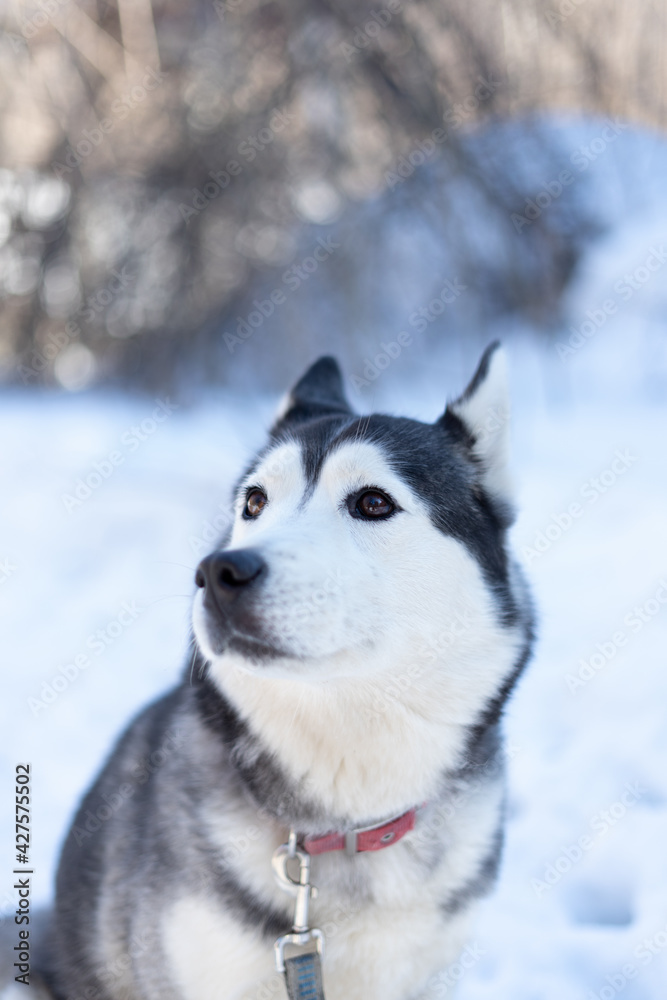 Husky dog lying in the snow. Siberian husky with blue eyes in winter forest.