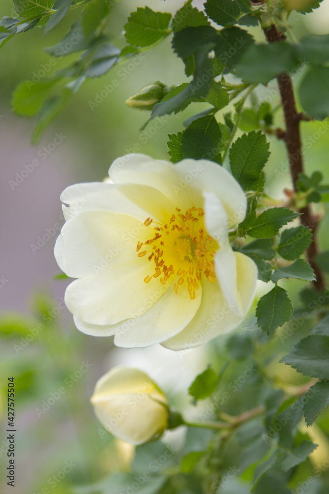 Yellow flowers of wild rose on a background of green leaves..  Beautiful spring nature background. Selective focus.