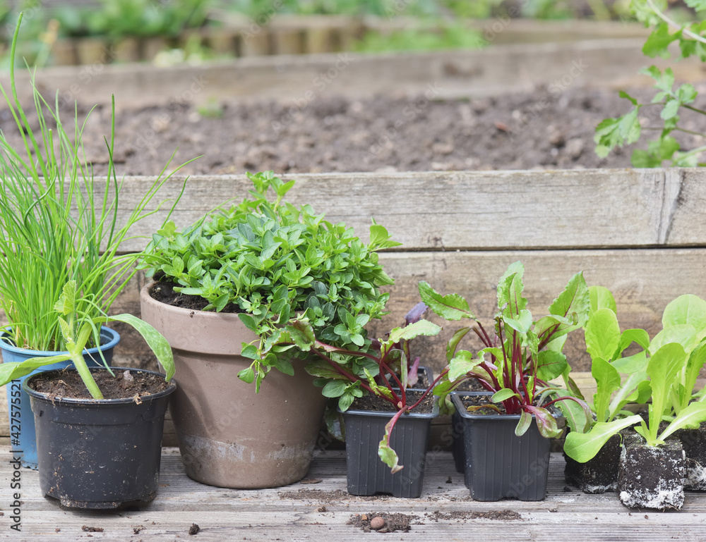 vegetable seedlings and aromatic plant with on a plank vegetable seedlings and aromatic plant with on a plank