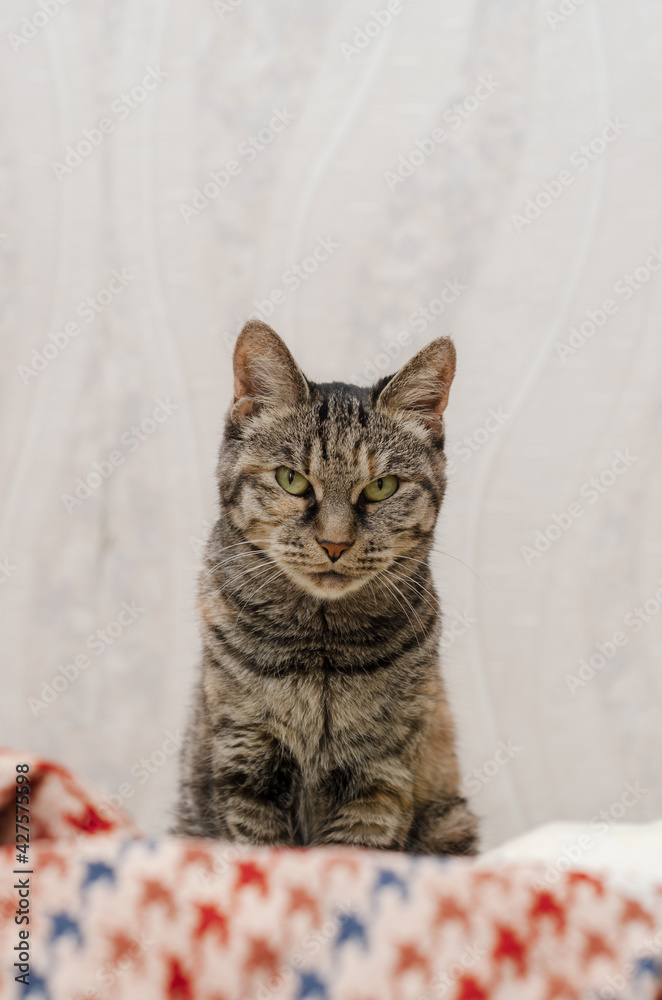 domestic gray cat sits on the bed with open eyes domestic gray cat sits on the bed with open eyes