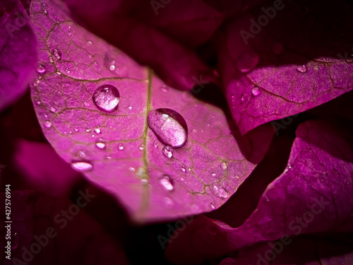 pink rose with drops