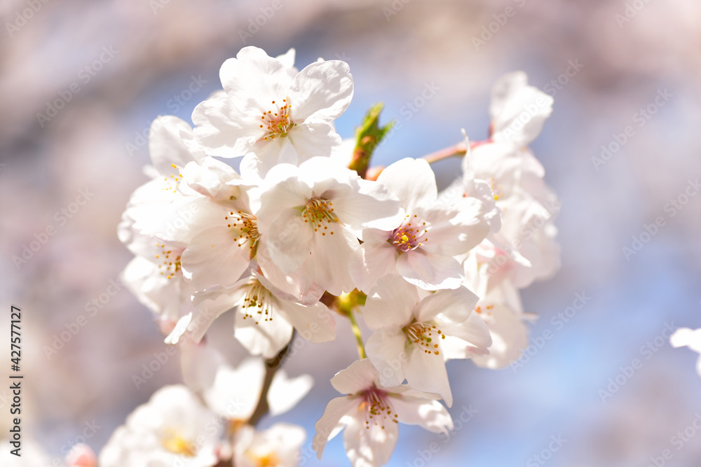 満開の桜の花