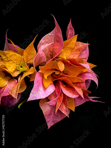 red autumn leaves