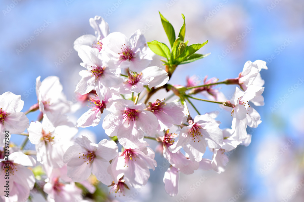 Fototapeta premium 満開の桜の花