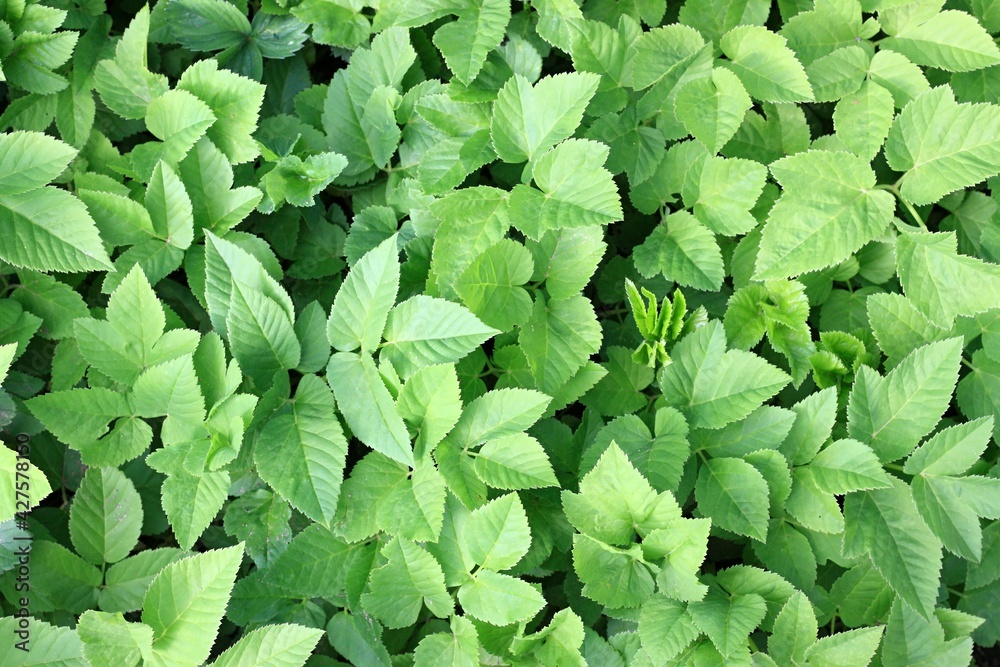 Aegopodium podagraria, also the ground elder or herb gerard, bishop's weed, gout weed. Natural background in green. Leaves of this plant, top view. Aegopodium podagraria, also the ground elder or herb gerard, bishop's weed, gout weed. Natural background in green. Leaves of this plant, top view.