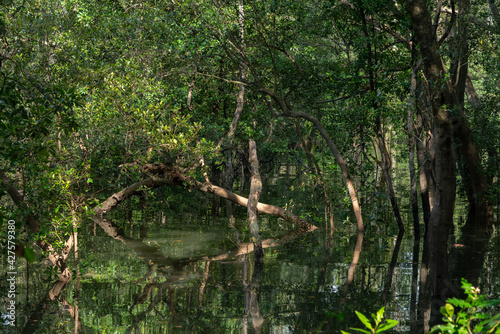 The Mangrove Forest view in Sungei Buloh Wetland Reserve Singapore