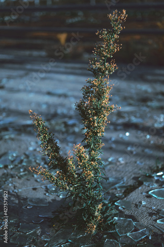 moss on the rocks