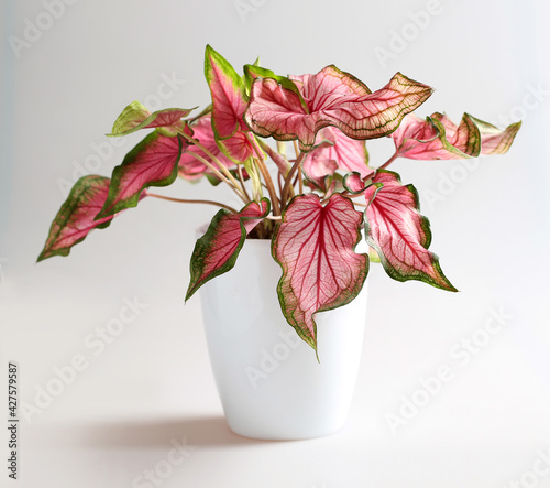 Caladium with pink leaves (sort Sweetheart) with a copy space on a light gray background. Home plant. Potted plant.