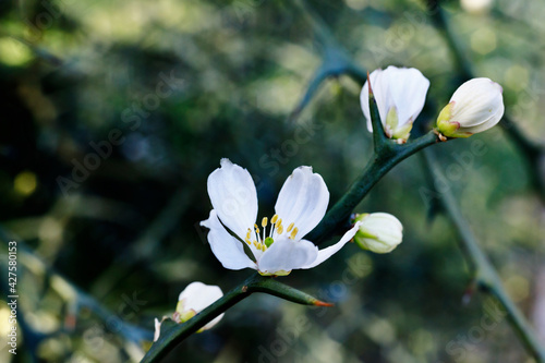 White flower of trifoliate orange tree photo