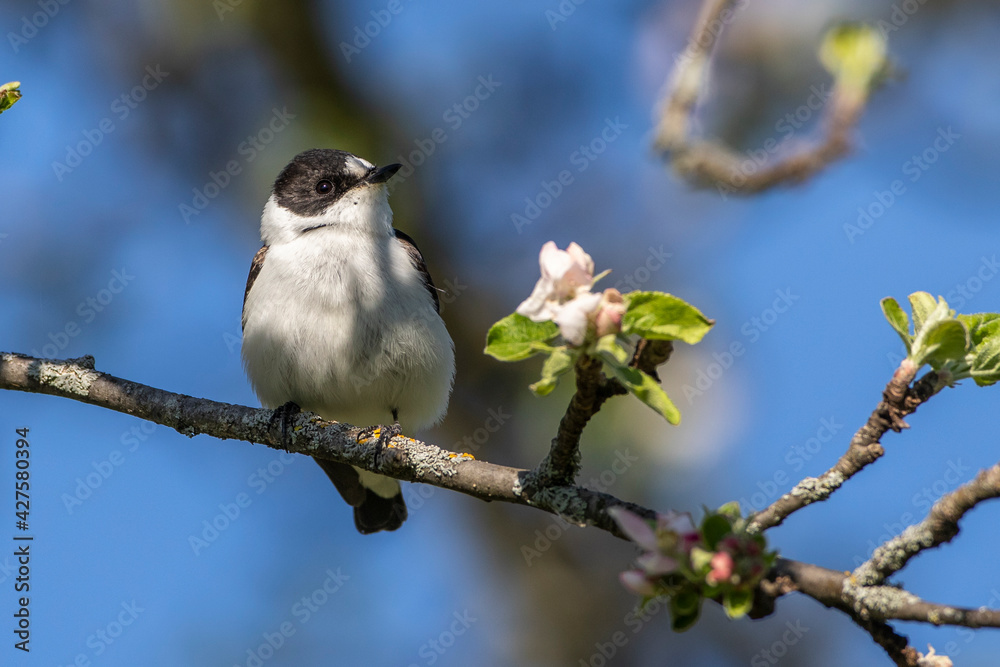 Halsbandschnäpper (Ficedula albicollis) Männchen Halsbandschnäpper (Ficedula albicollis) Männchen