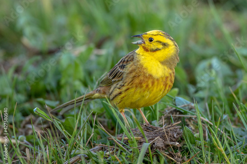 Goldammer (Emberiza citrinella) Männchen