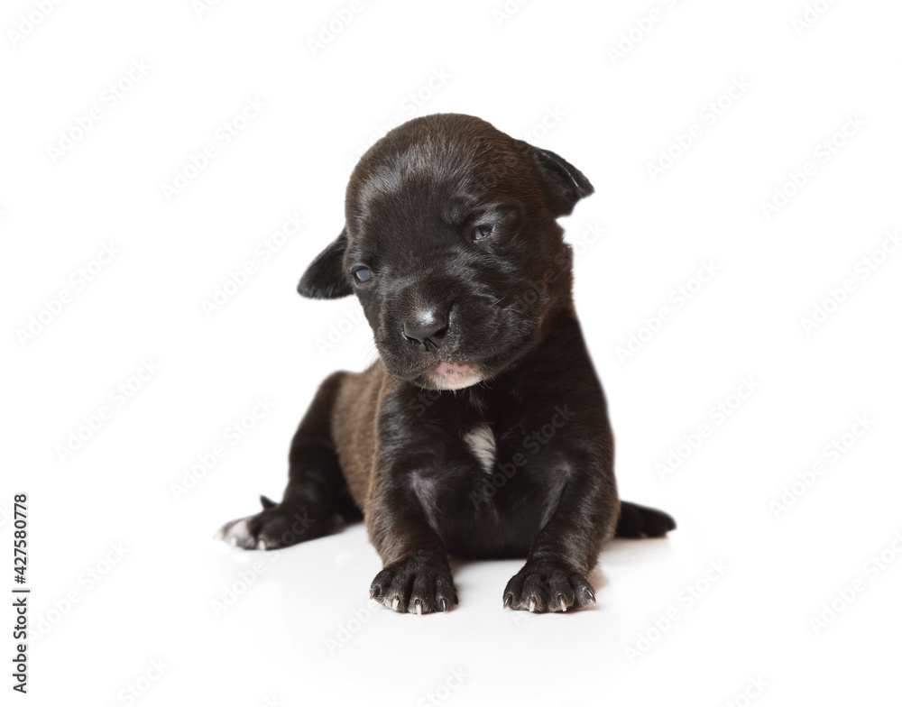 Small black ten days old purebred American Pit Bull Terrier puppy sitting over white
