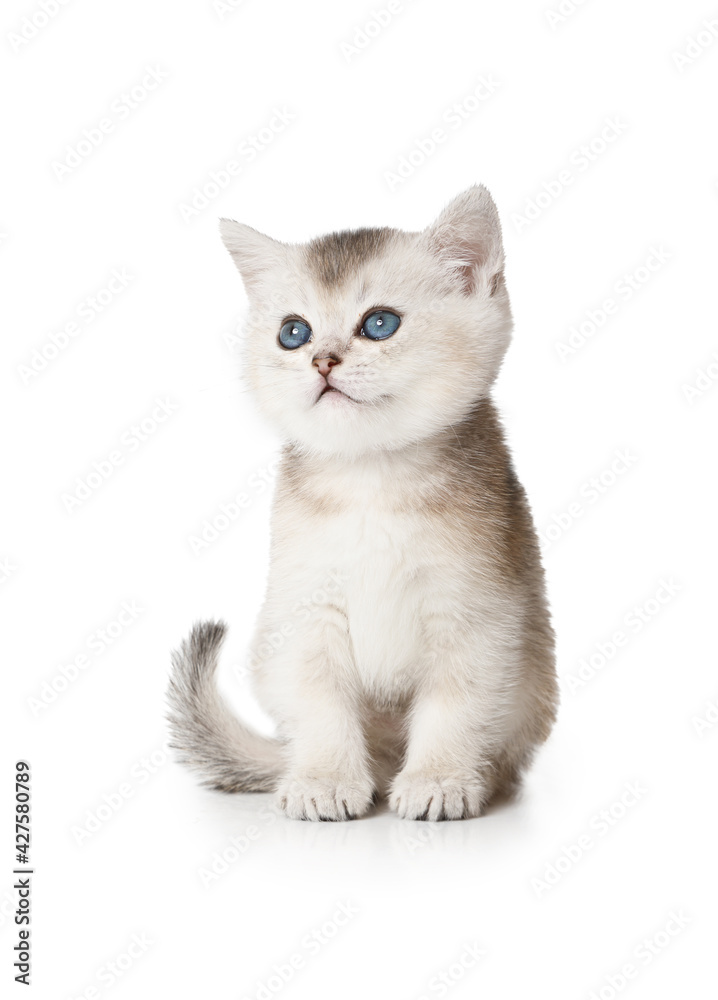 Lovely Scottish kitten with blue eyes sitting on white