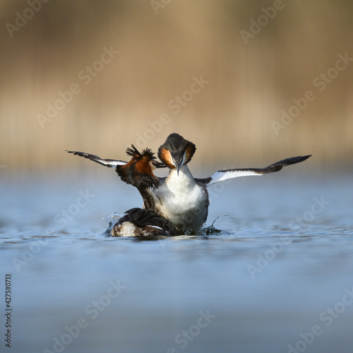 Courtship‐habits of the Great Crested Grebe (Podiceps cristatus)