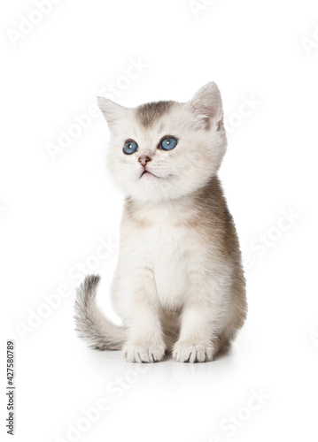 Lovely Scottish kitten with blue eyes sitting on white