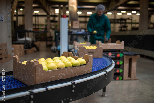 Working in organic food factory sorting green apples and conveyer belt transporting to the cold storage.