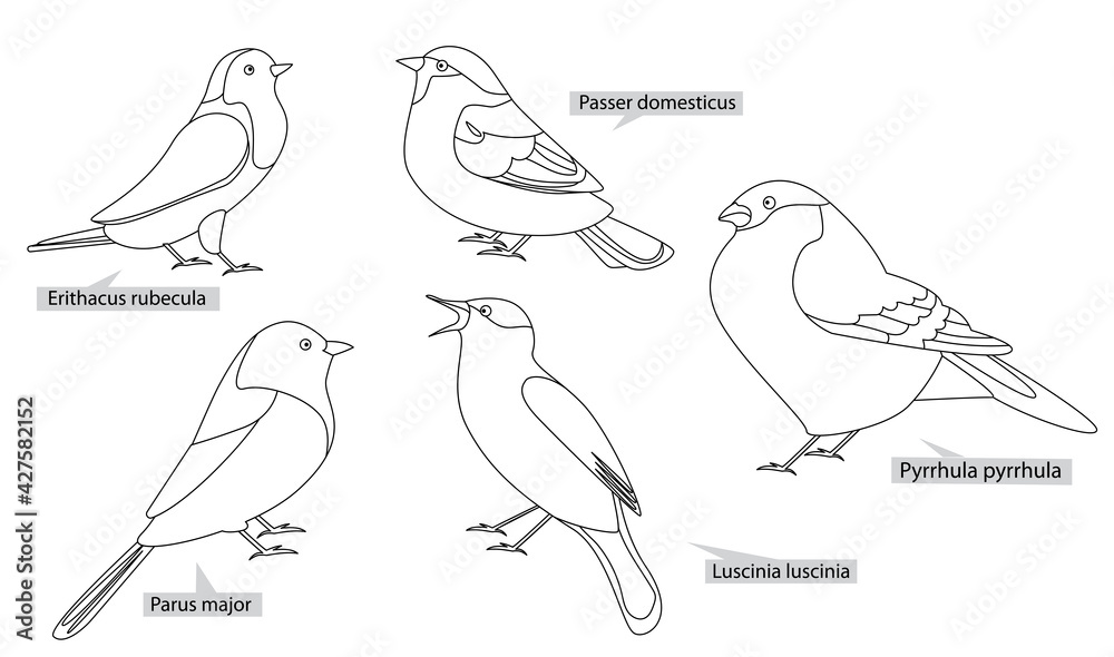 Fototapeta premium Titmouse, robin, nightingale and other birds living in Europe and America , real latin names. Black lines, contour style. Illustration can be used for coloring books.