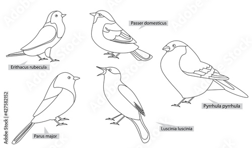 Titmouse, robin, nightingale and other birds living in Europe and America , real latin names. Black lines, contour style. Illustration can be used for coloring books.