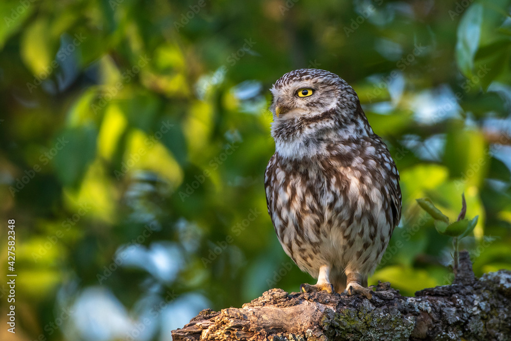 Steinkauz (Athene noctua) Steinkauz (Athene noctua)