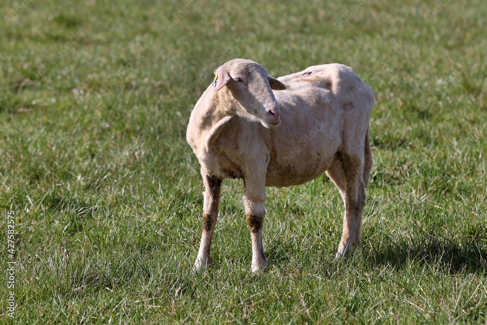 Fototapeta premium Schaf