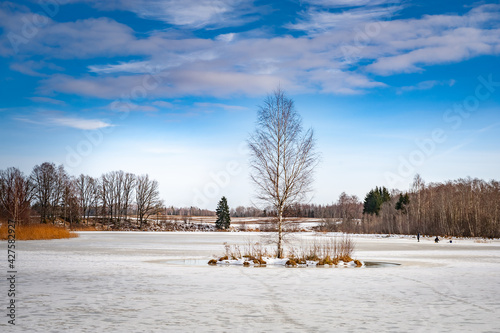 A lonely birch tree in the middle of a frozen lake. Panoramic lake landscape in winter at sunny day. Skedes lake. Latvia.