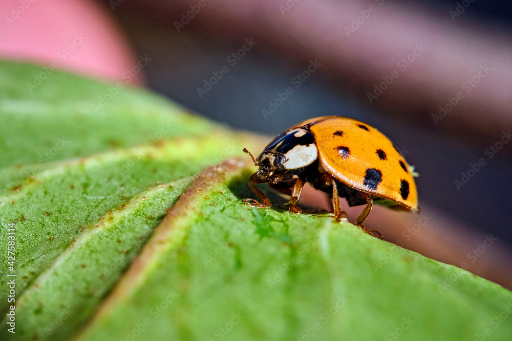 Fototapeta premium Asiatischer Marienkäfer ( Harmonia axyridis ).