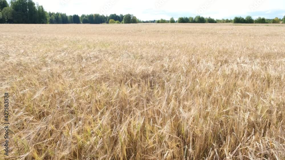 Barley field. Beautiful rural landscape. Golden ears of barley on the field. Rich harvest concept - 4K footage Barley field. Beautiful rural landscape. Golden ears of barley on the field. Rich harvest concept - 4K footage