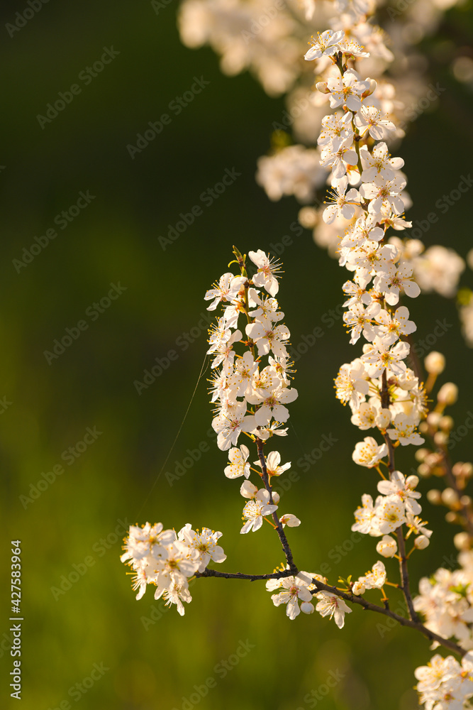 Spring blossom flowers. Close up detail view of these beautiful plants in great sunset light. Season specific.