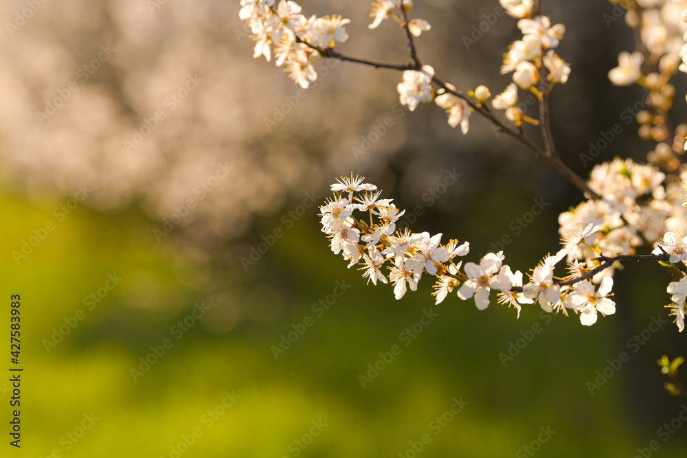Spring blossom flowers. Close up detail view of these beautiful plants in great sunset light. Season specific. Spring blossom flowers. Close up detail view of these beautiful plants in great sunset light. Season specific.