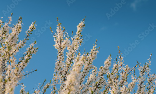 Tree with a lot of white spring blossom flowers. Great view of this season plants in sunset light.