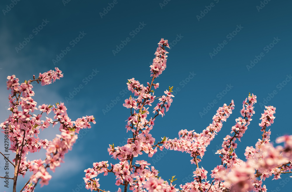 Blossom flowers. Close up view and details with the beautiful color of spring season signs. Blossom flowers. Close up view and details with the beautiful color of spring season signs.