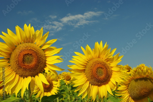 Close up of two sunflowers, in a field