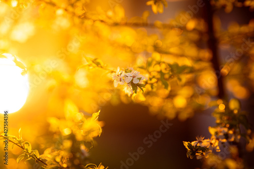 Spring blossom flowers. Close up detail view of these beautiful plants in great sunset light. Season specific. © Dragoș Asaftei