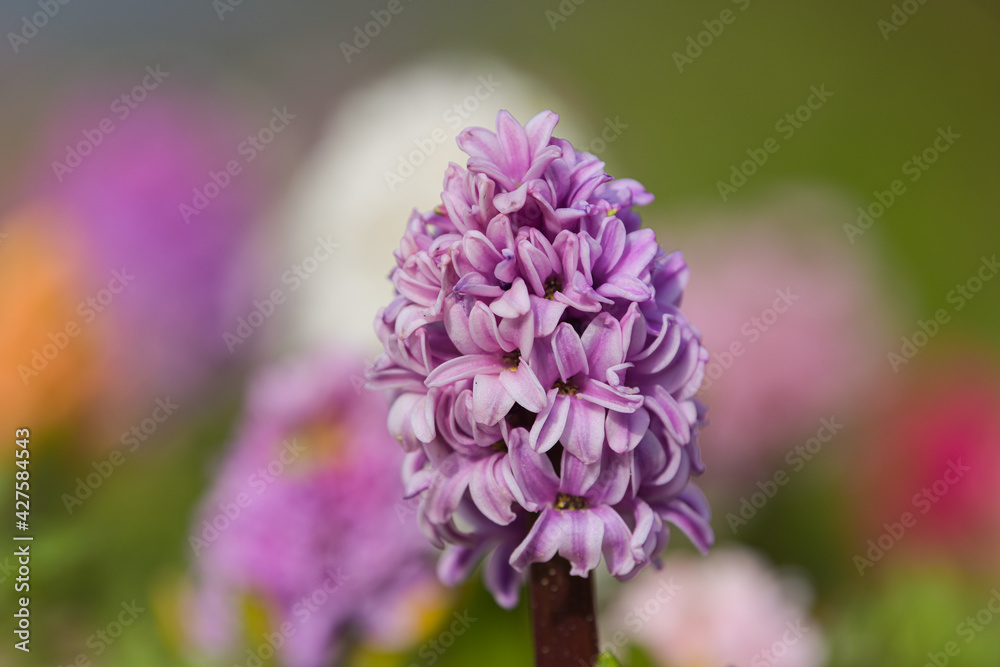 Hyacinth multi-coloured flower plants. Beautiful spring detail landscape view. Great for backgrounds and cards.