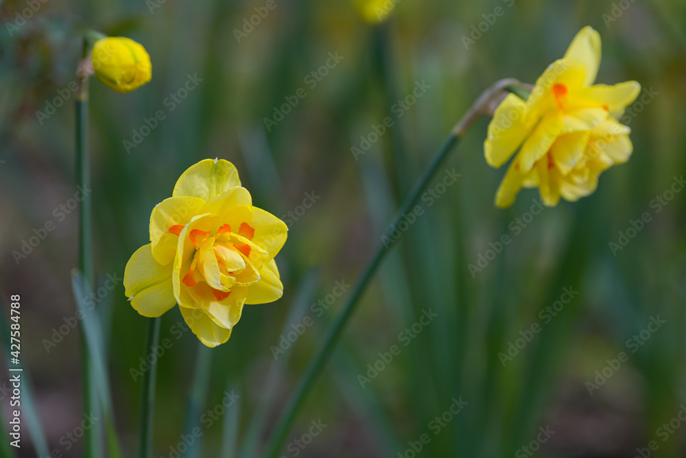 Daffodils flowers. Close up details of this beautiful plants of the spring season. Beautiful view. Daffodils flowers. Close up details of this beautiful plants of the spring season. Beautiful view.