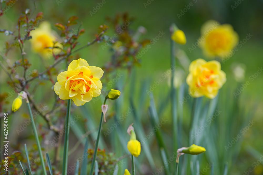 Daffodils flowers. Close up details of this beautiful plants of the spring season. Beautiful view. Daffodils flowers. Close up details of this beautiful plants of the spring season. Beautiful view.