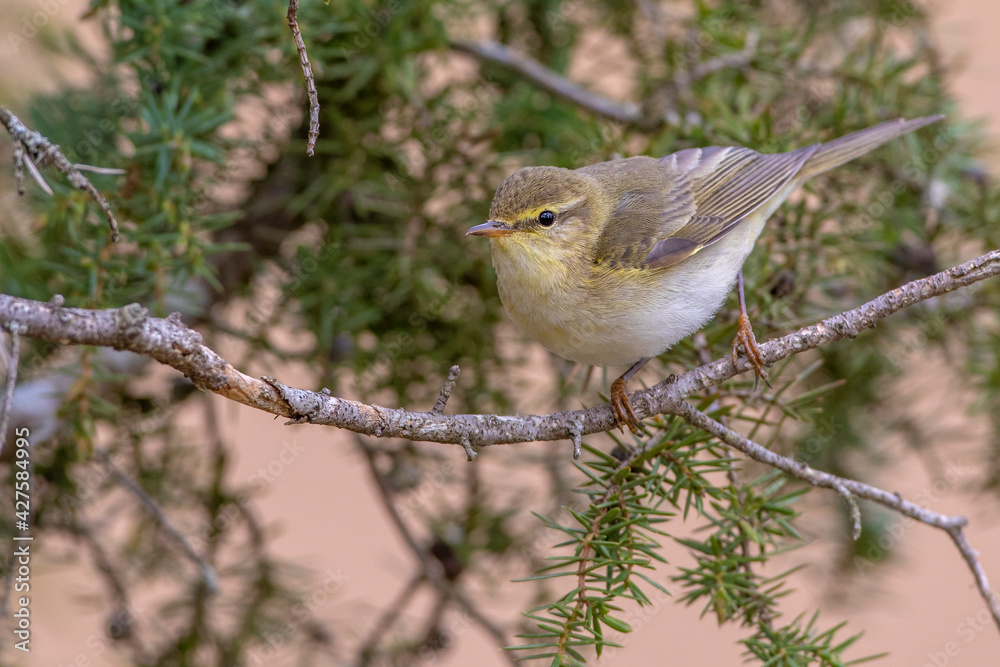 Fitis (Phylloscopus trochilus) Fitis (Phylloscopus trochilus)