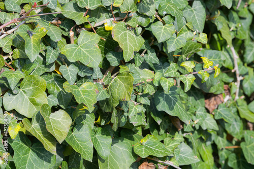 Hedera hedera plant. Close up view with a lot of leaves in plain day light. Gardening and landscaping time.