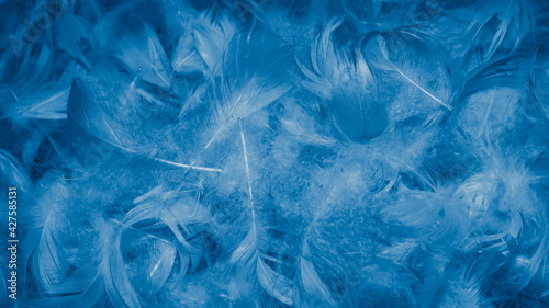 blue duck feathers with visible details. background