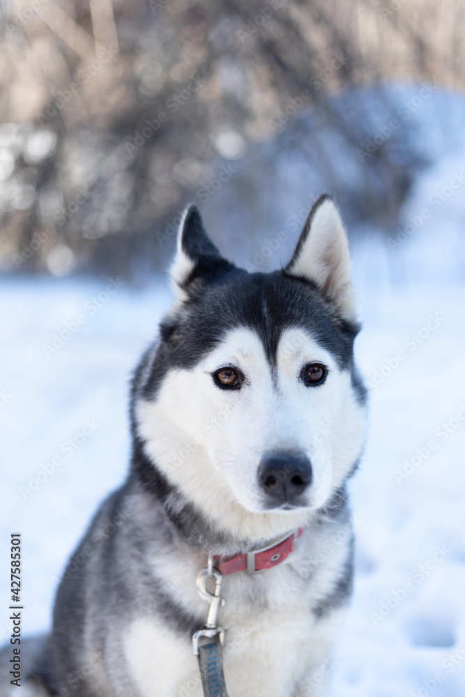 Husky dog lying in the snow. Siberian husky with blue eyes in winter forest.