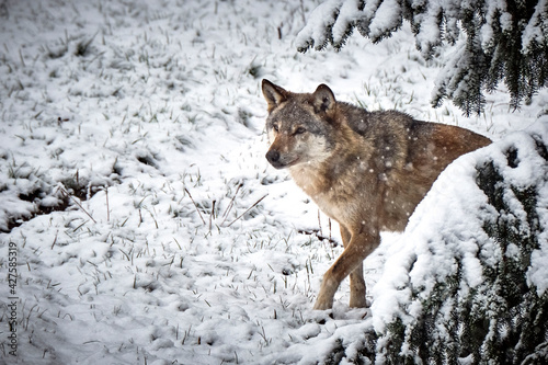 Europäischer Wolf ( Canis lupus ).