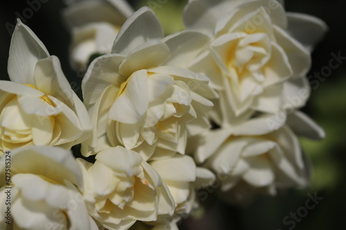 早春の庭に咲く八重のフサザキスイセンの花
