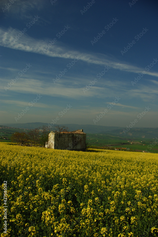 Rapeseed field, vegetable oil is extracted from the seeds of this plant, in the background you can see an old abandoned cottage.